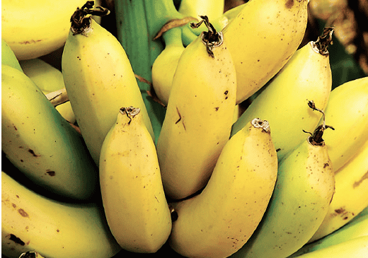 bananas golfito project